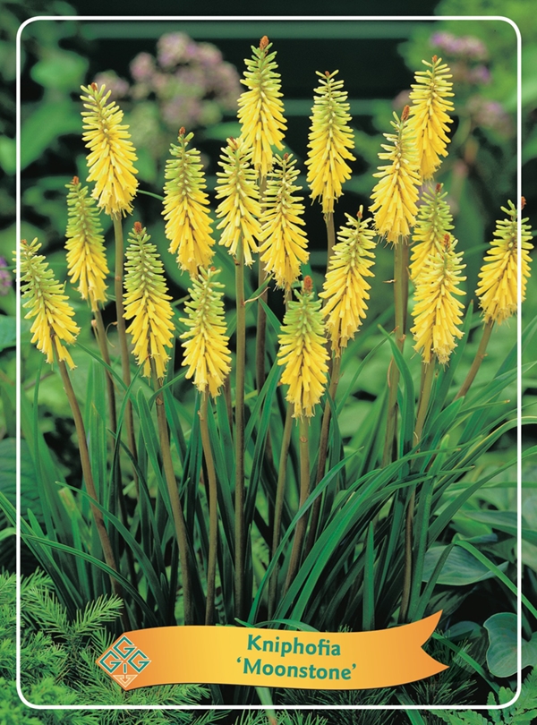 Picture of Kniphofia Mix 6x10 srt. per shelve P11