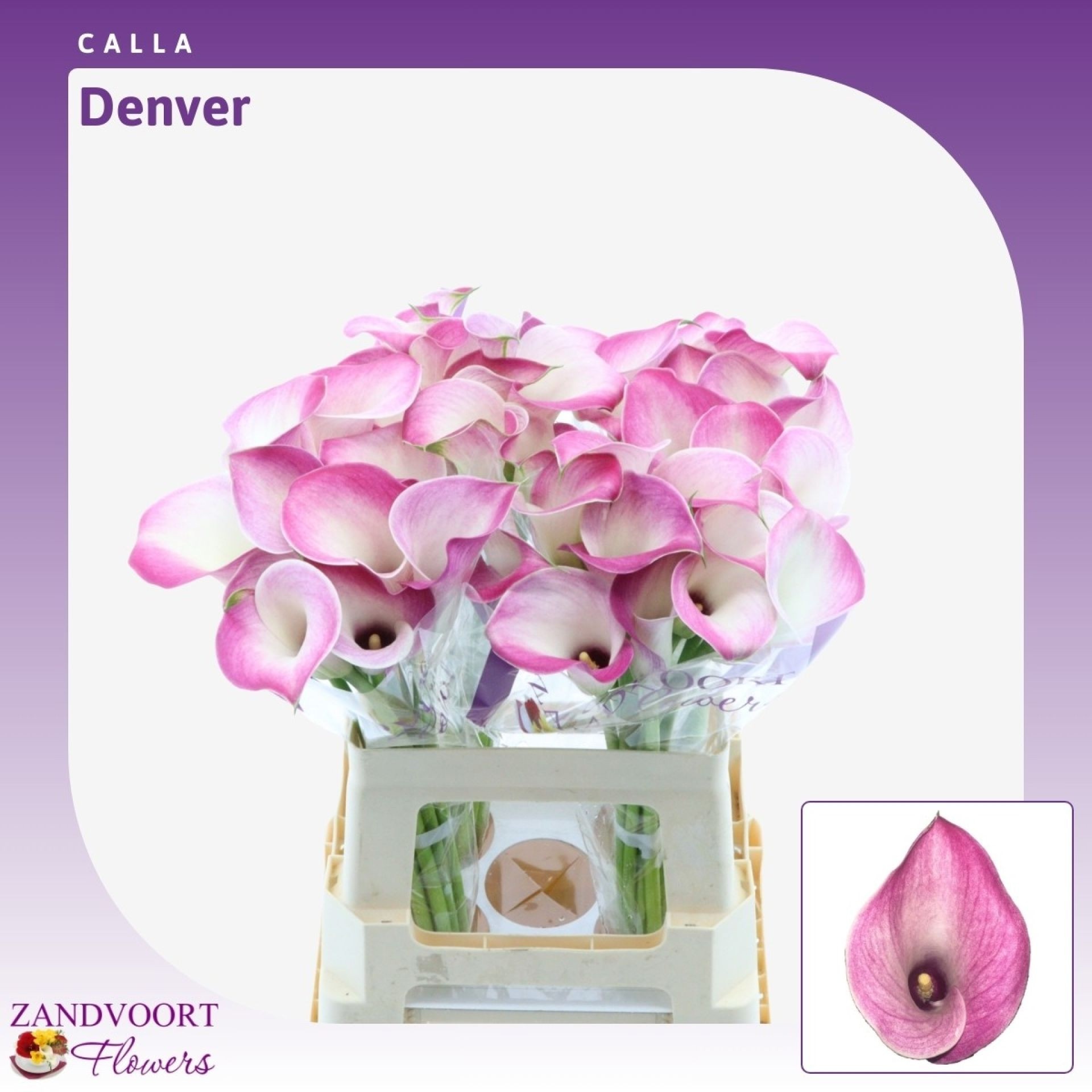 Calla Denver 60cm