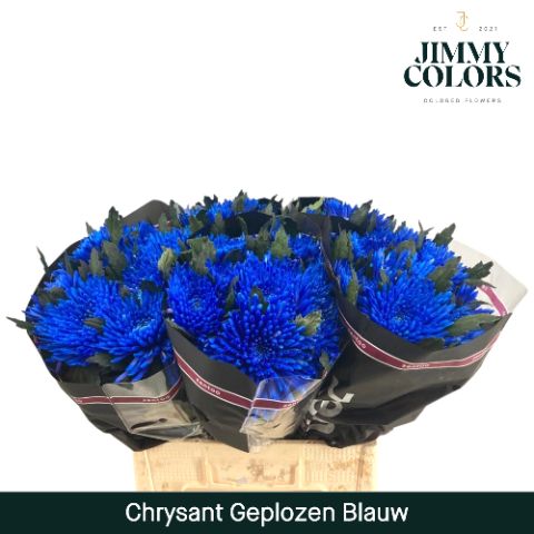 Chr G Topspin Blue
