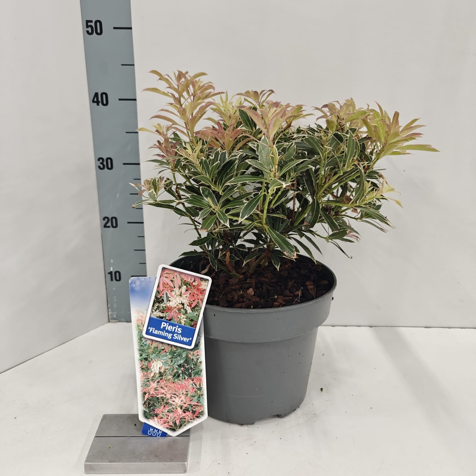 Picture of Pieris 'Flaming Silver'