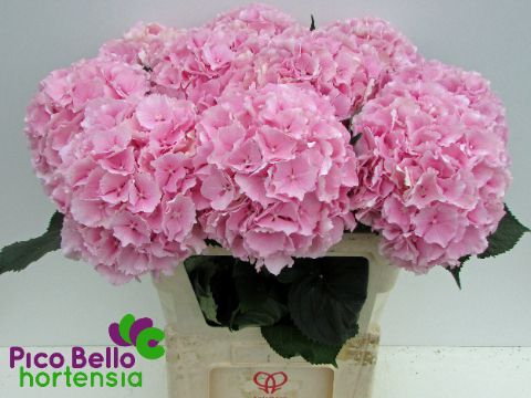 Hydrangea Verena Pink 80cm 21Ø