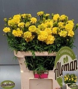 Tagetes Er Promise Ylw 80cm