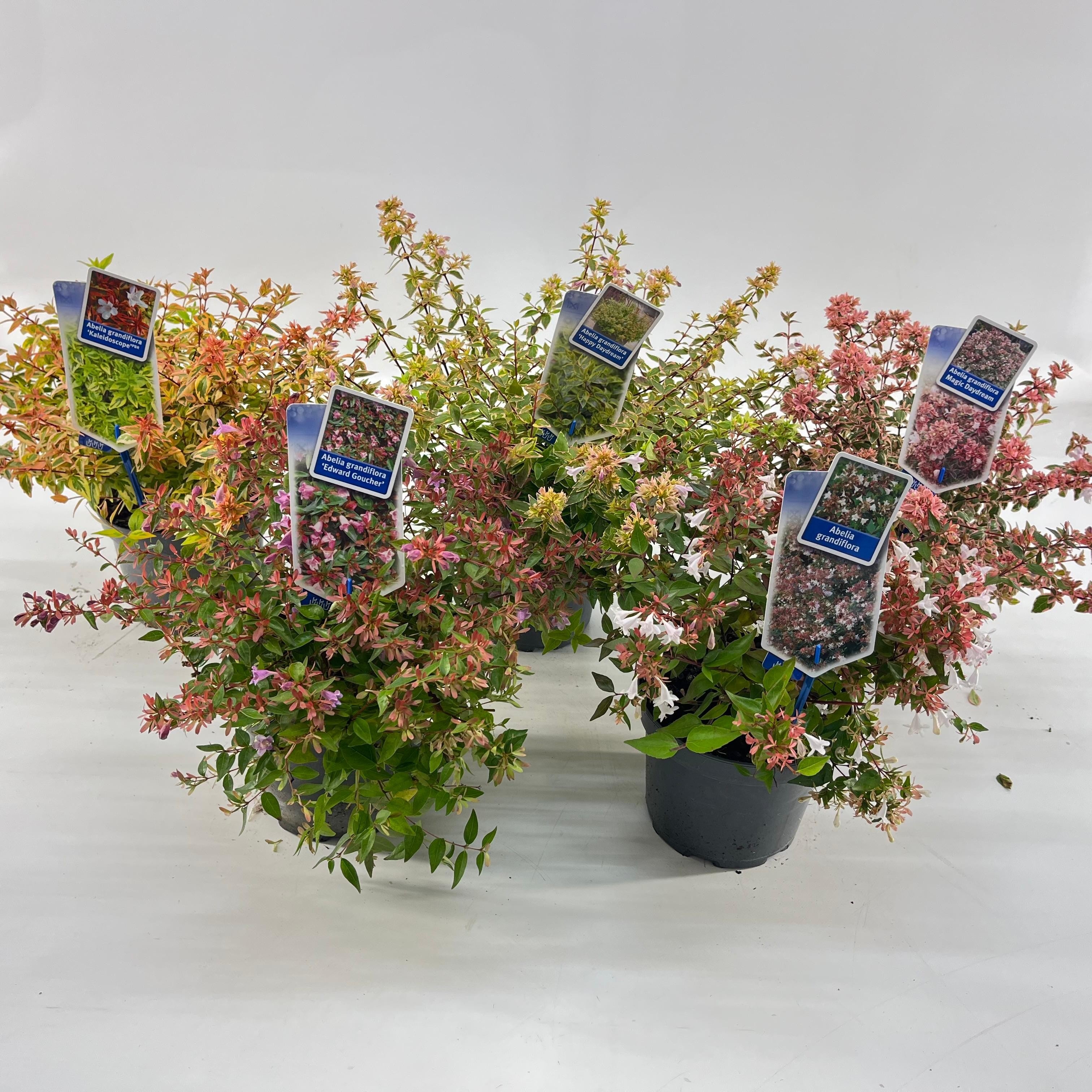 Picture of Abelia mix (minimum order one layer)