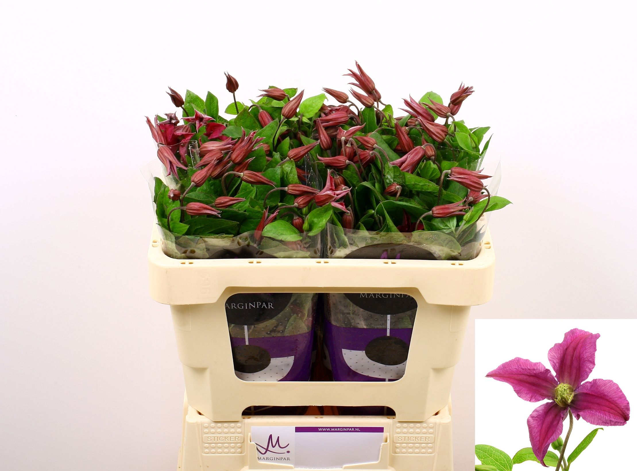 Clematis Inspiration 50cm