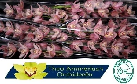 Cymbidium Reynella 12/15bl