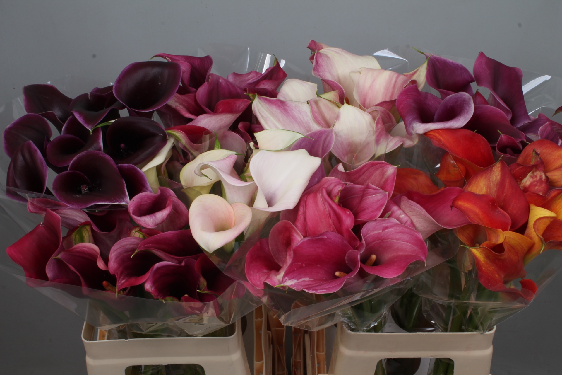 Calla Assorted 60cm