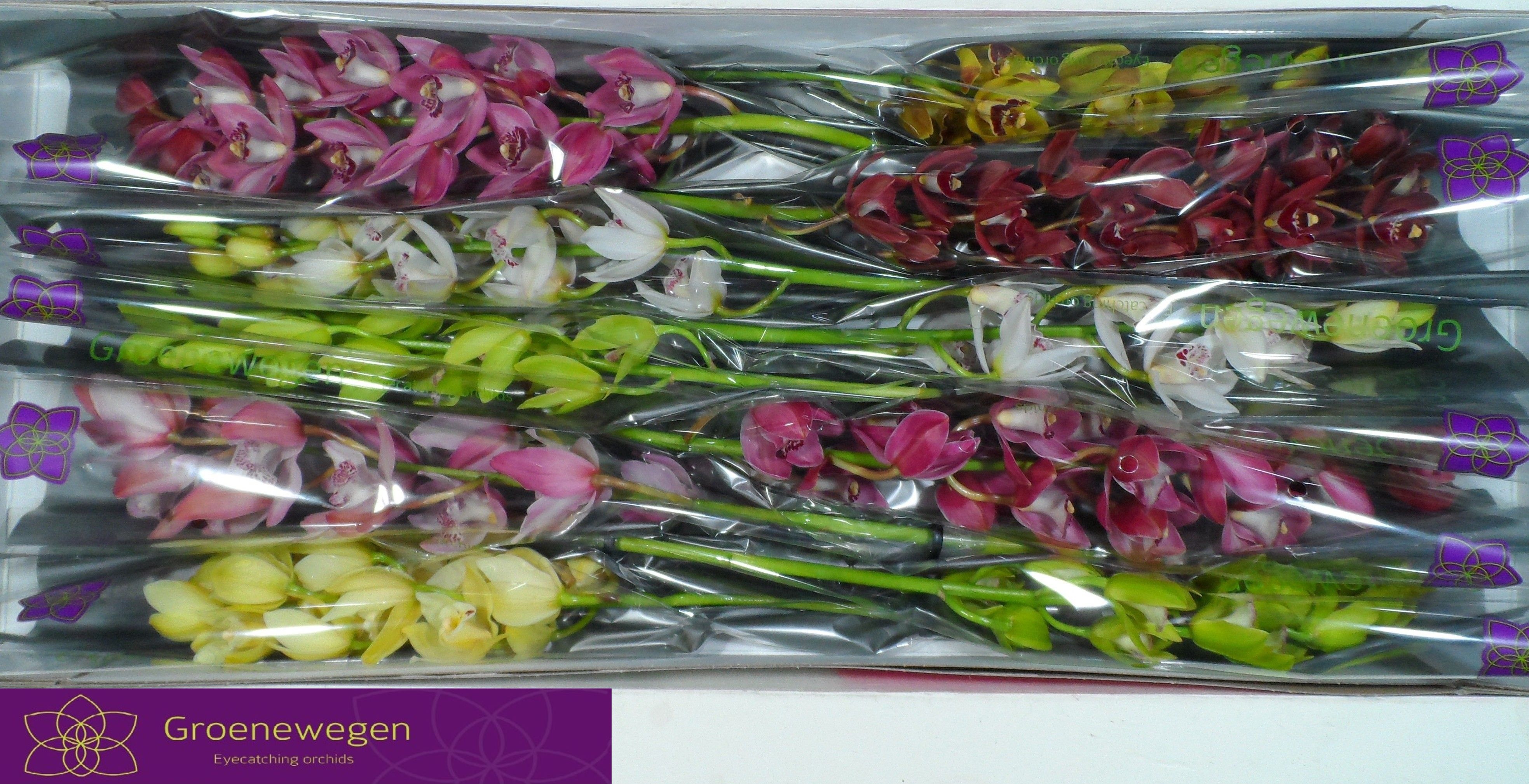Cymbidium Asst Mini 60cm