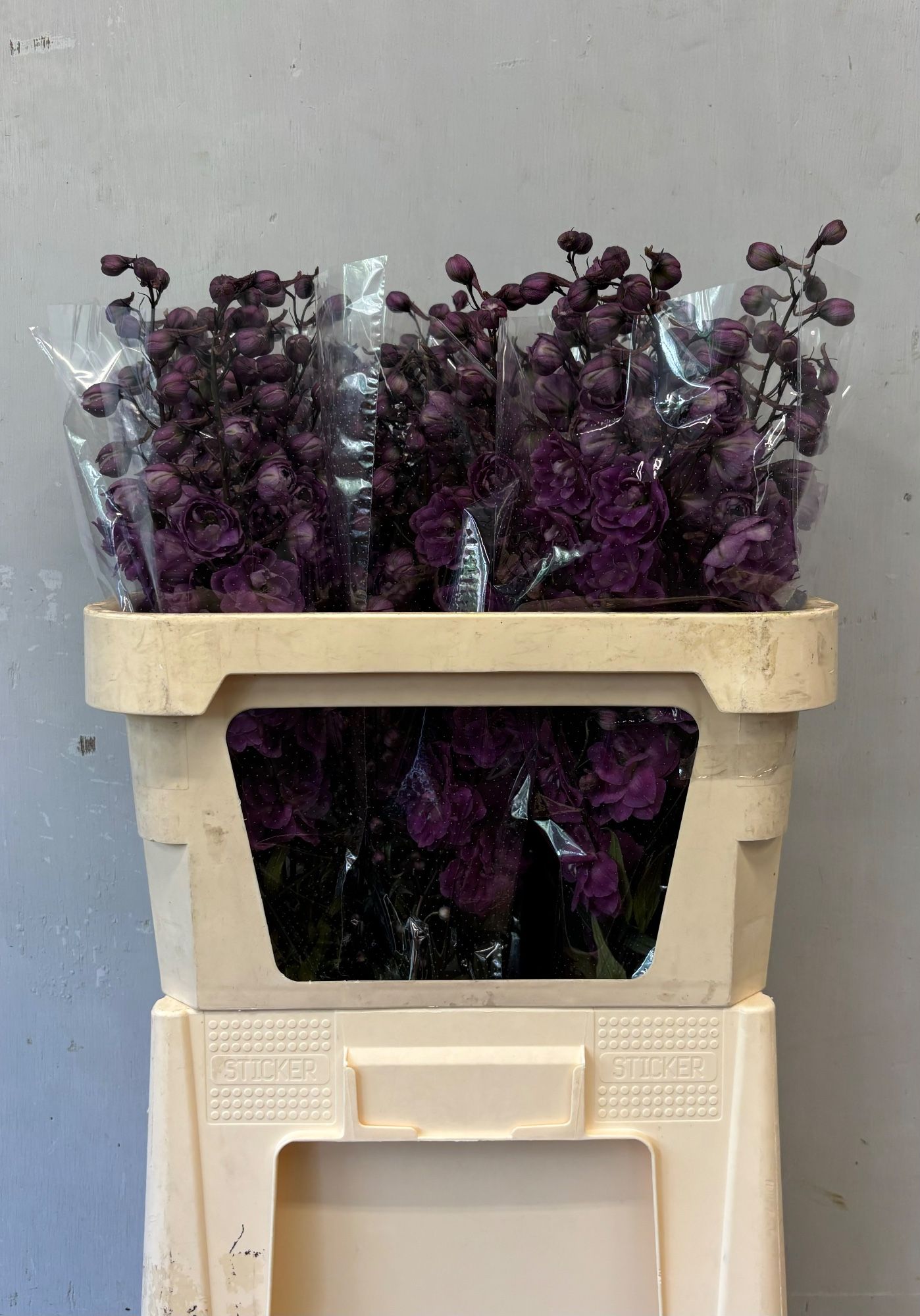 Delph Du Devo Magent 80L.cm 23bloei