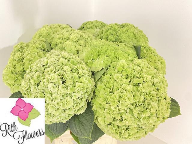 Hydrangea Roy Highne Classic 50cm 18Ø