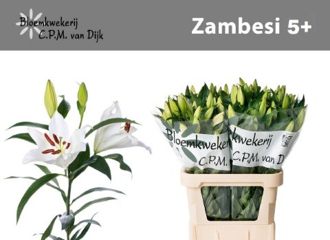 Lilium Ot Zambesi 90cm 5/7bl