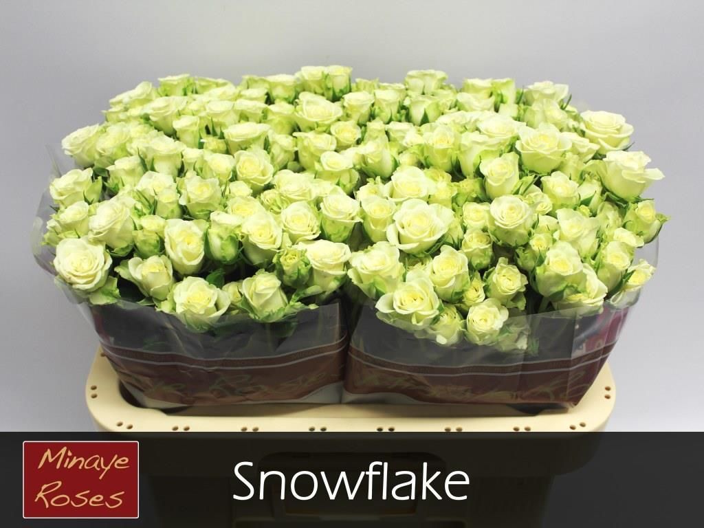 Rosa Spr Snowflake 60cm