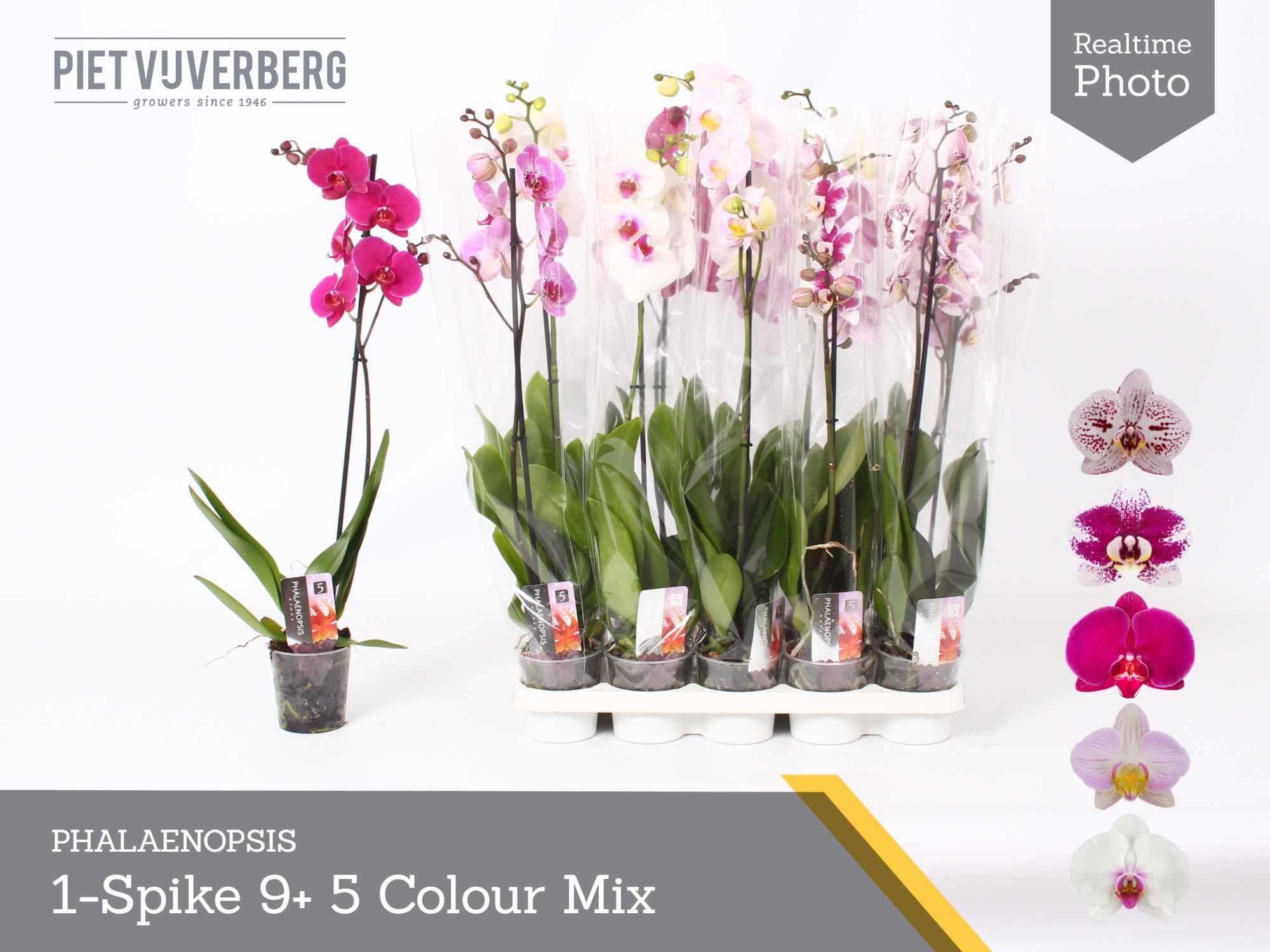 Phal Gem 5 Kl 12P 70H 1TAK 9bloem 23bloei