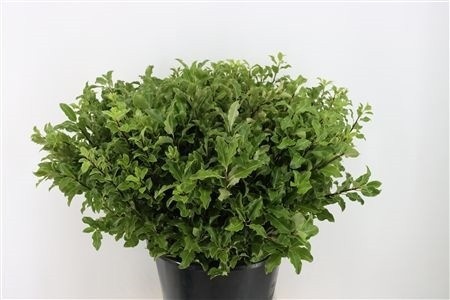 Pittosporum Per Bunch 52cm