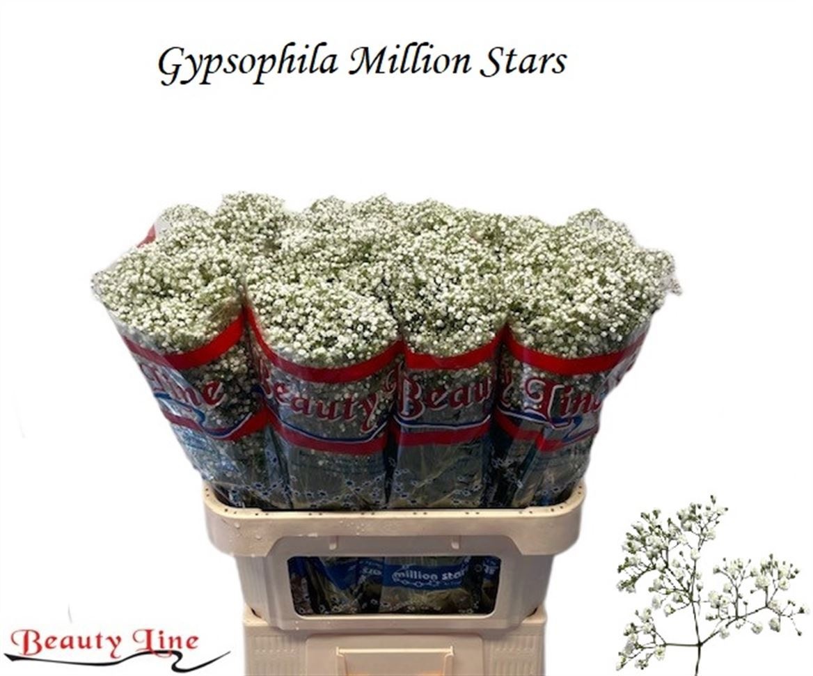 Gyps Pa Million Star