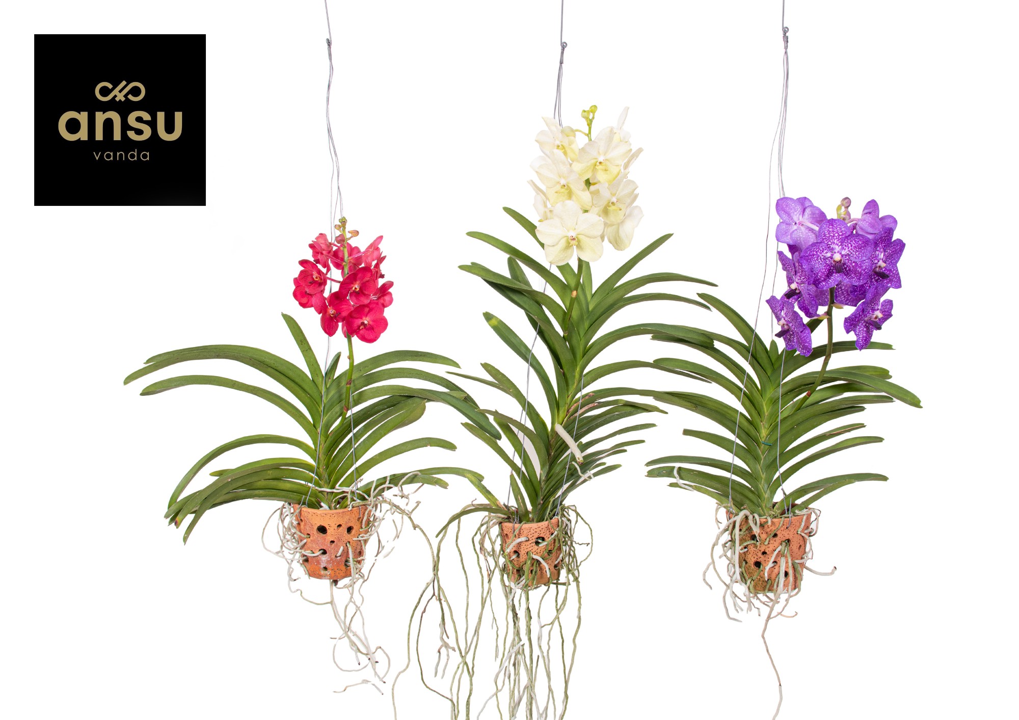 Picture of Vanda in Terracotta mix hang - Large P14 50CM