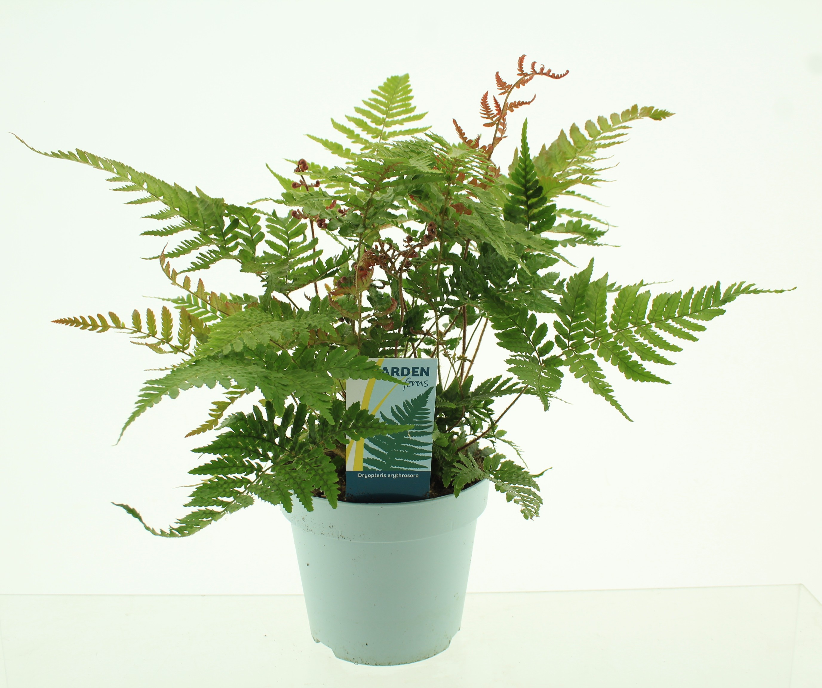 Picture of Dryopteris erythrosora