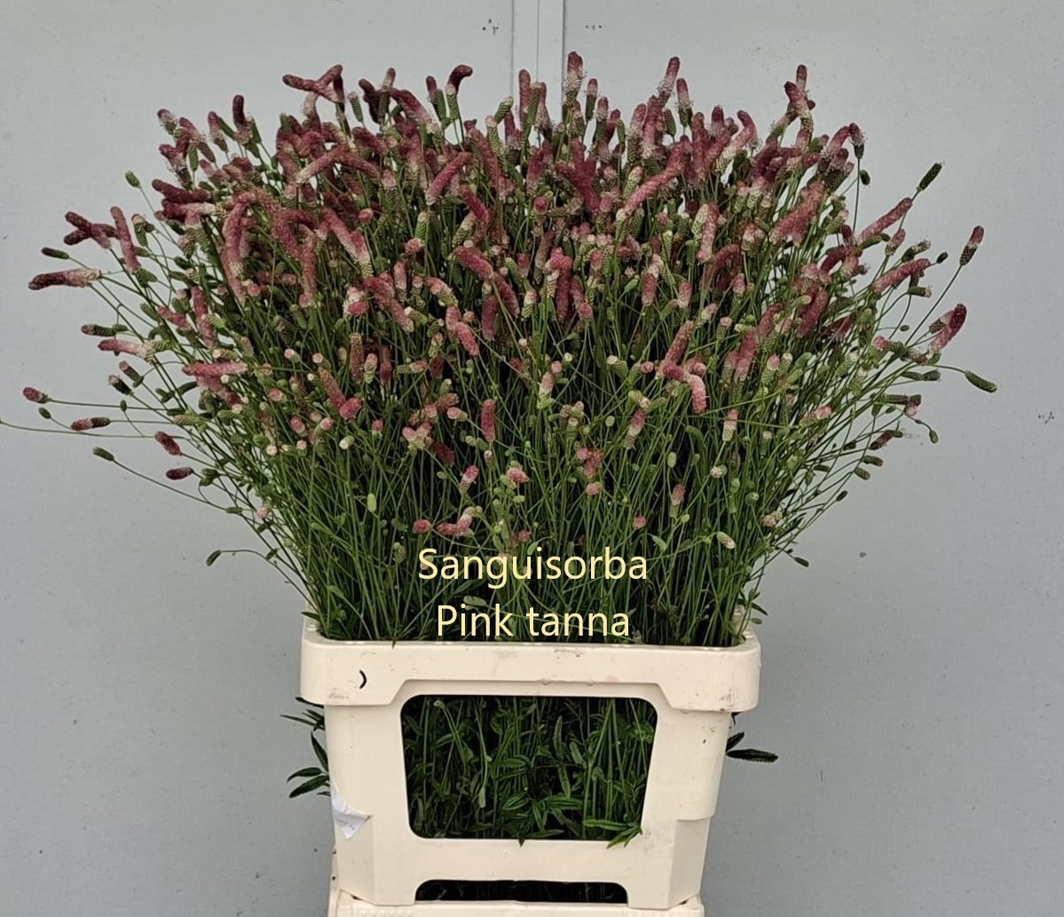 Sanguiso O Pink Tann