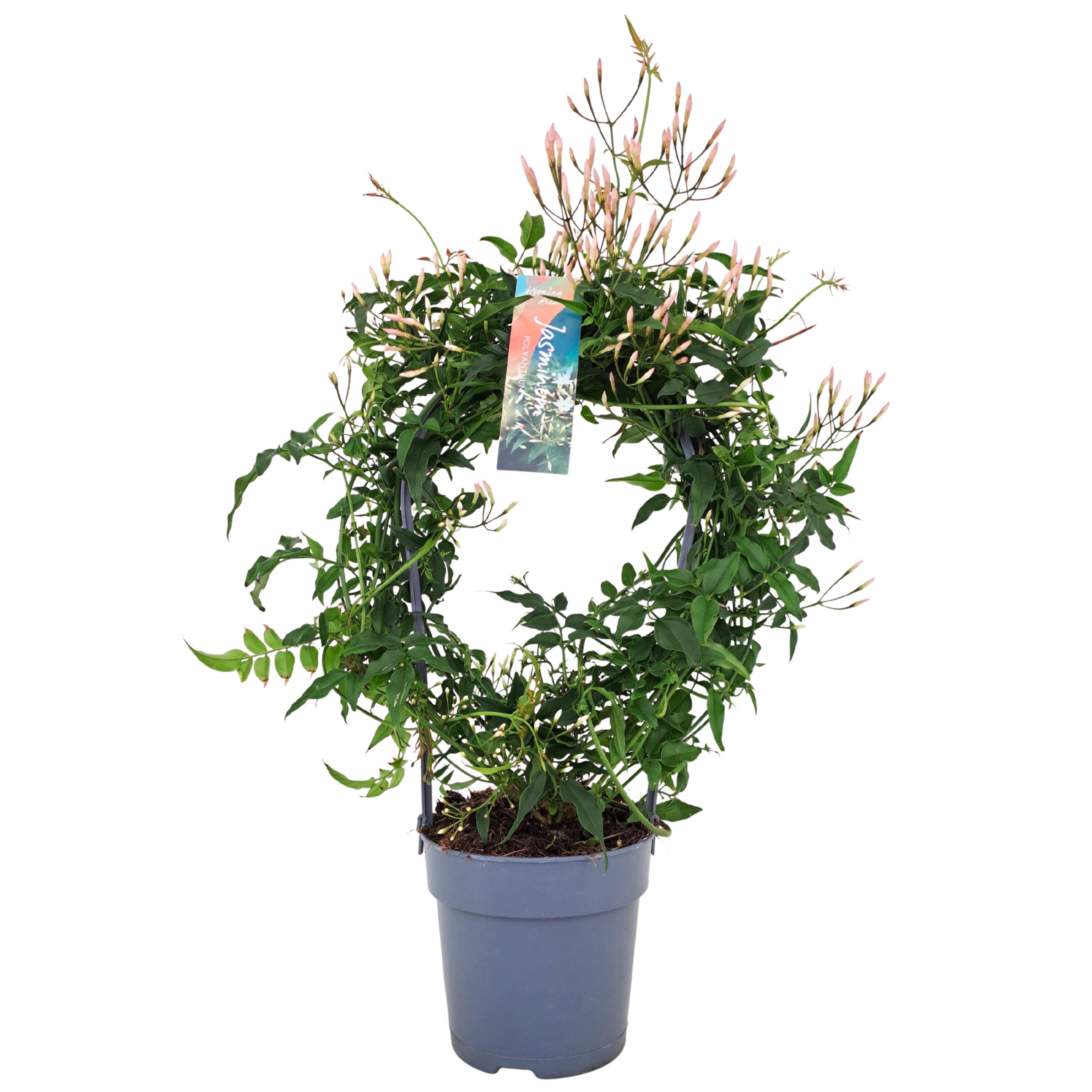 Jasminum boog 200 knop (Jasmijn)