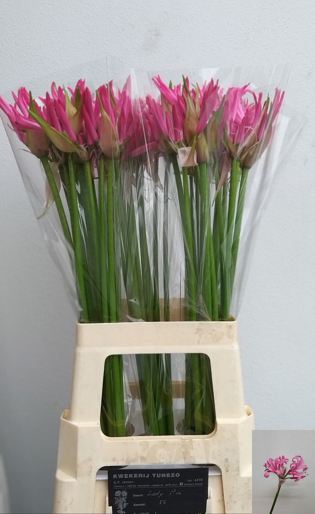 Ne Bo Lady Pia 70cm