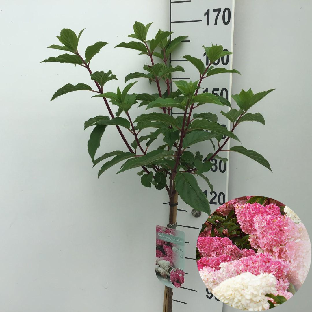 Picture of Hydrangea paniculata Vanille-Fraise P26 (7.5 Ltr) 120/STD