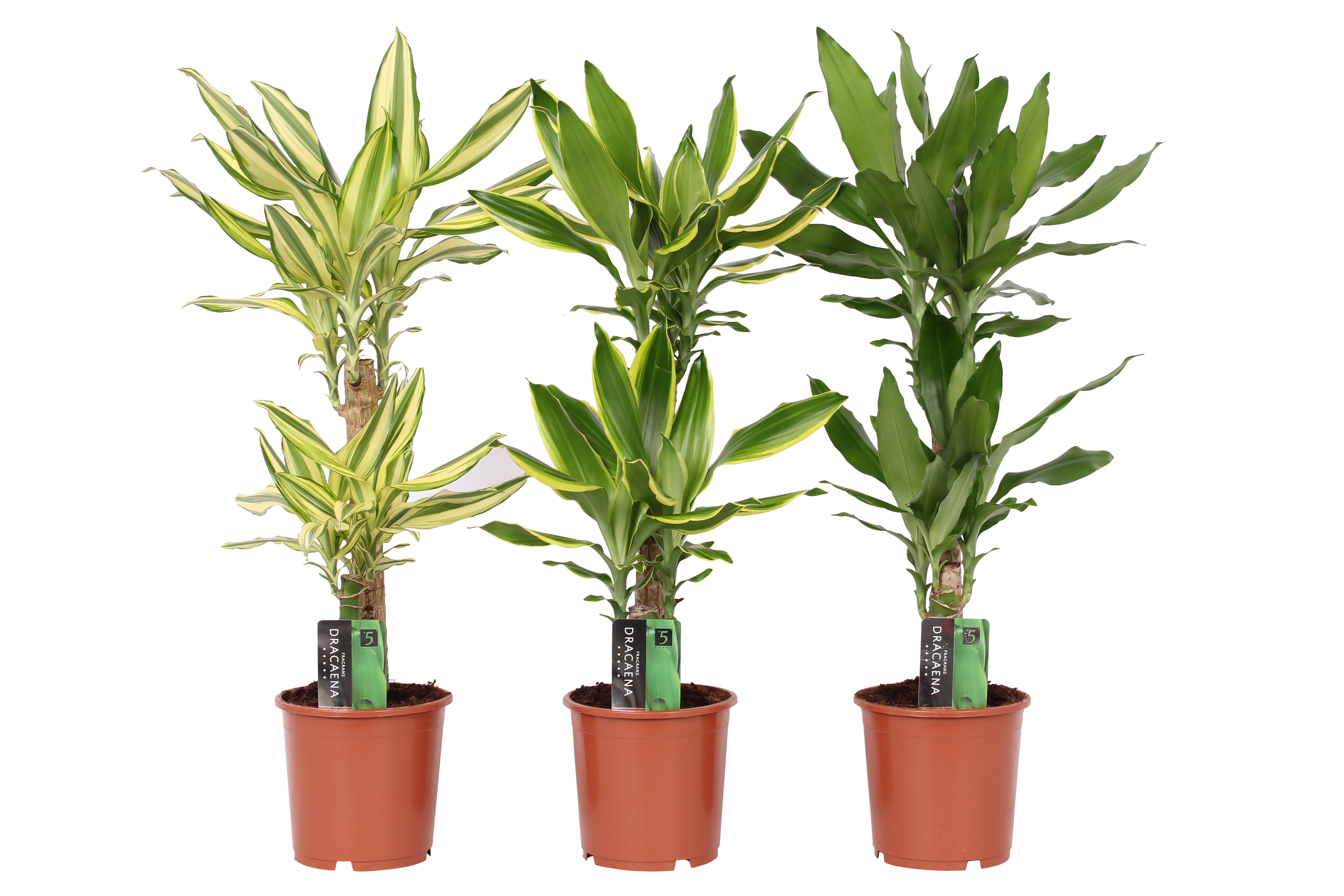 Dracaena 3 color mix, pot