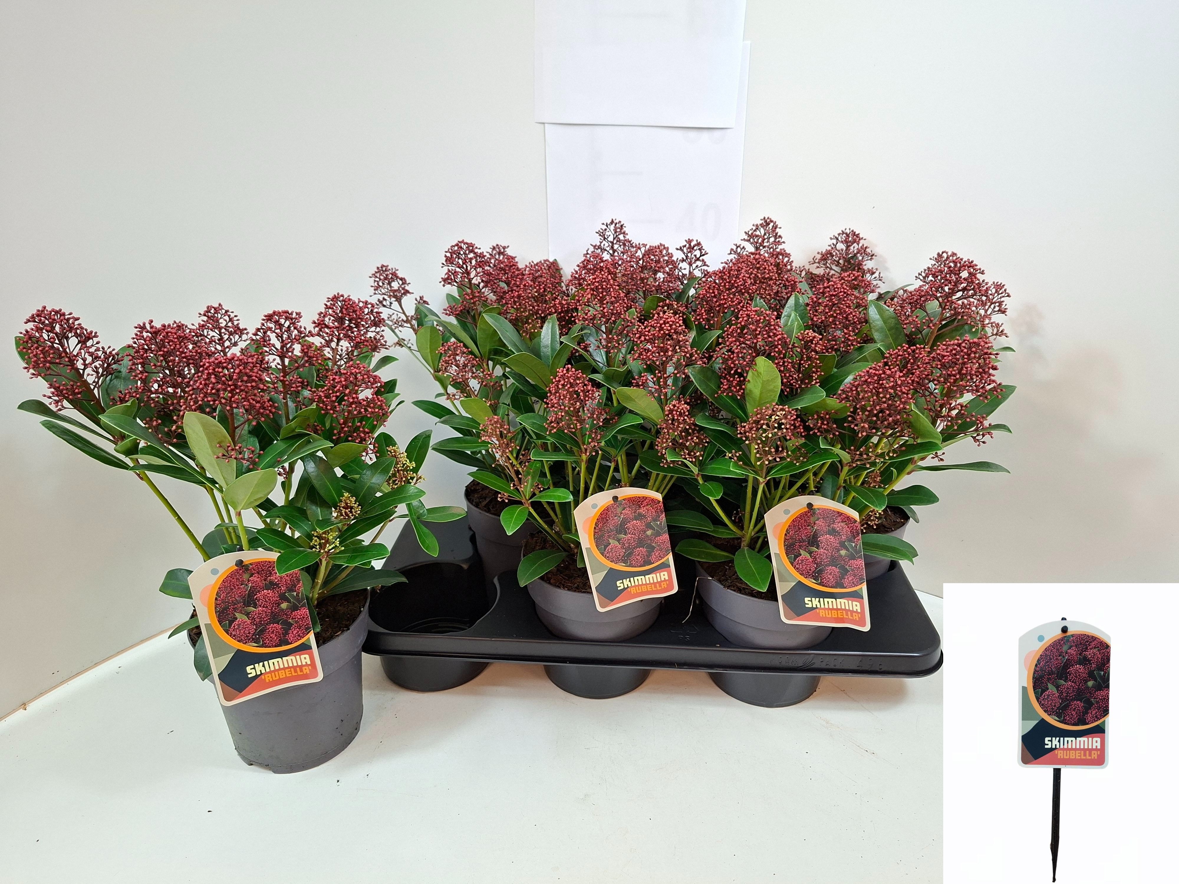 Skimmia Jap Rubella 15Ø 30cm