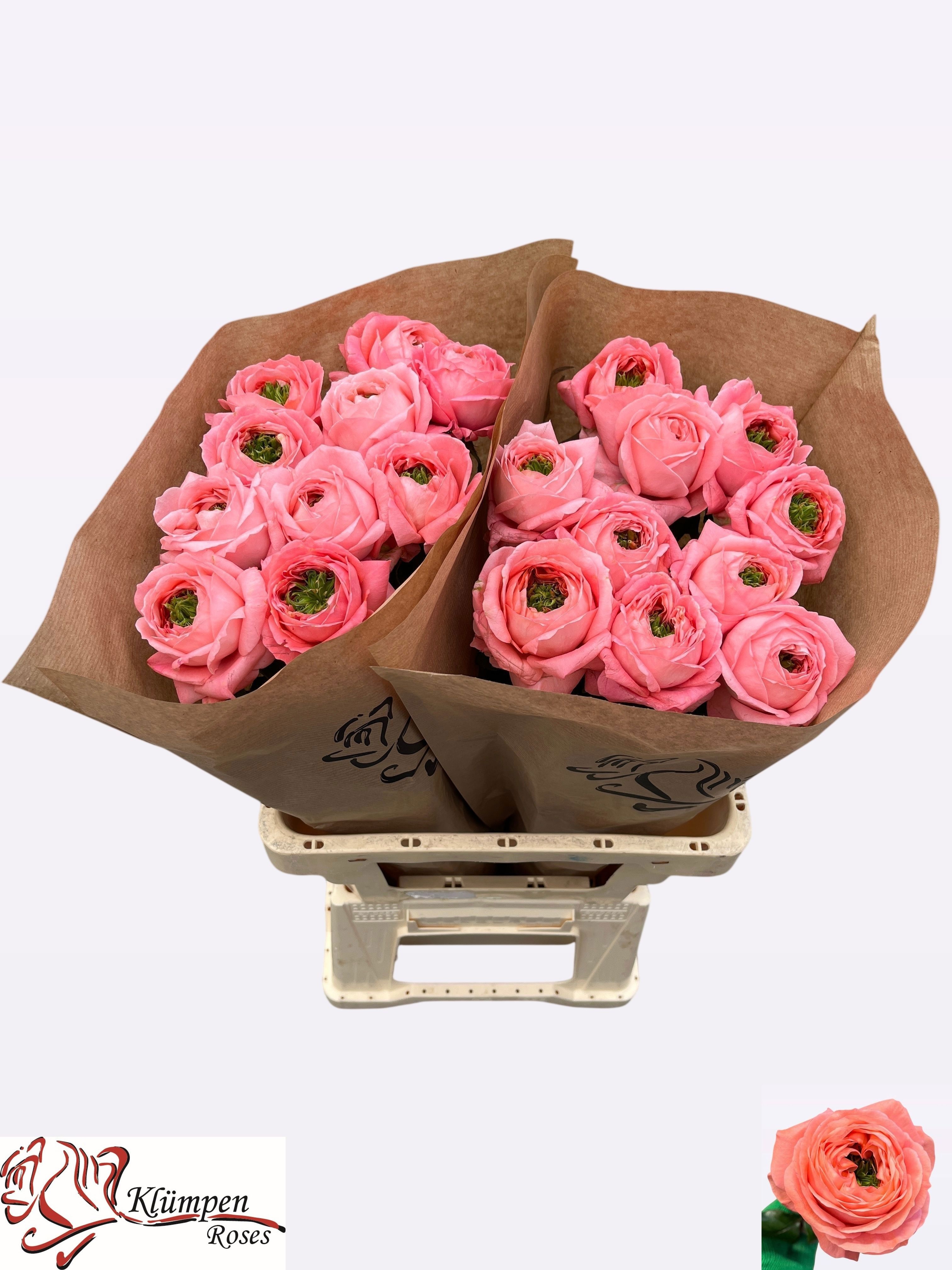 R Gr Mirana Gardens! 60cm