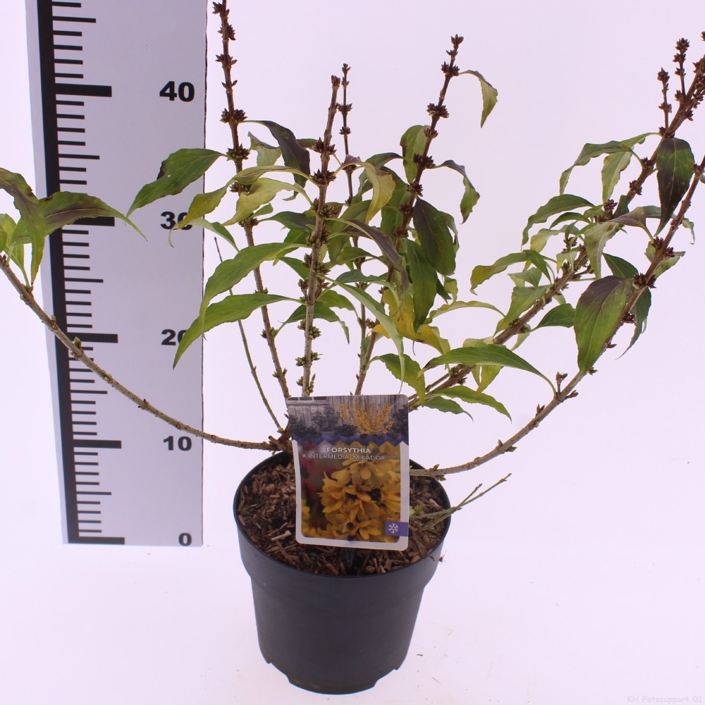 Picture of Forsythia x intermedia 'Mikador'