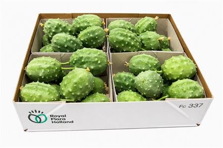 Ornamental Fruits