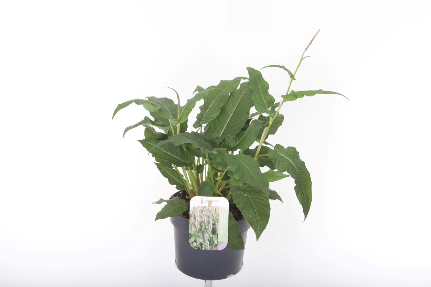 Persicaria a. 'Rosea'