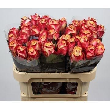 Rosa Chapeau 70cm