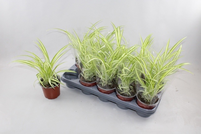 Chlorophytum 12Ø 30cm