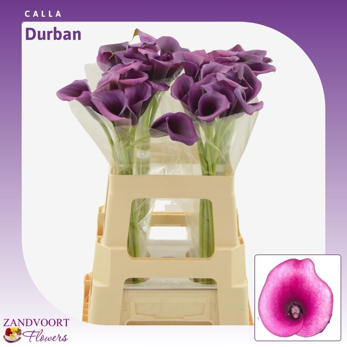 Zant Durban