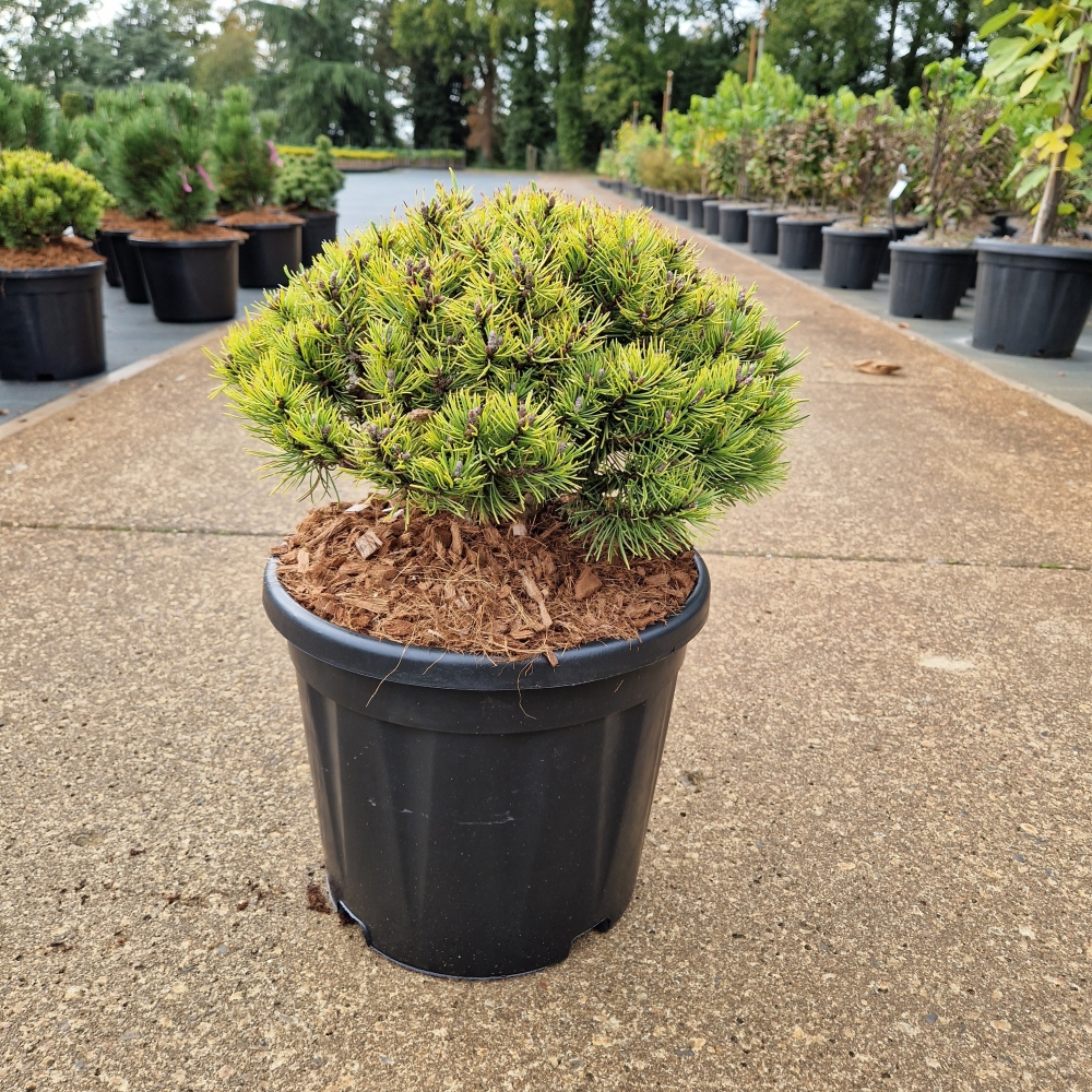 Picture of Pinus mugo Ophir C11 25/30 (LOOSE)