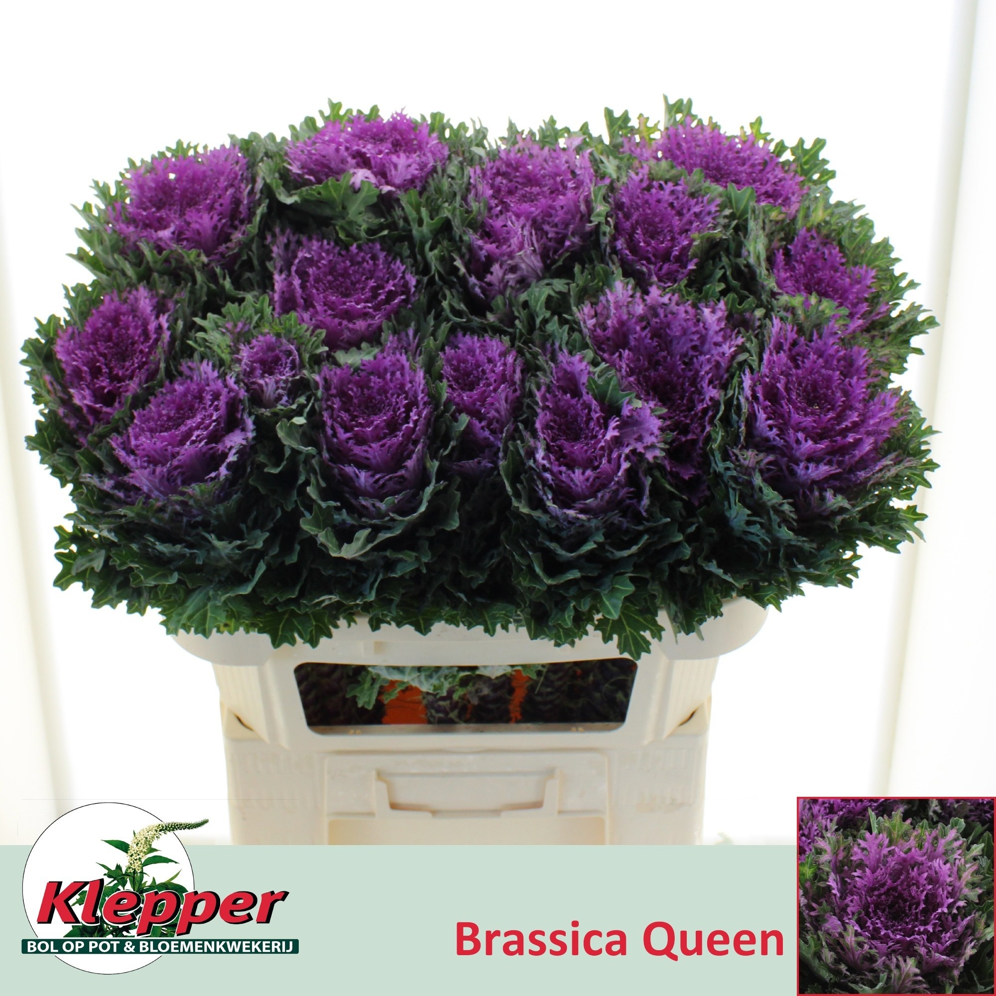 Brassica Crane Queen 60cm