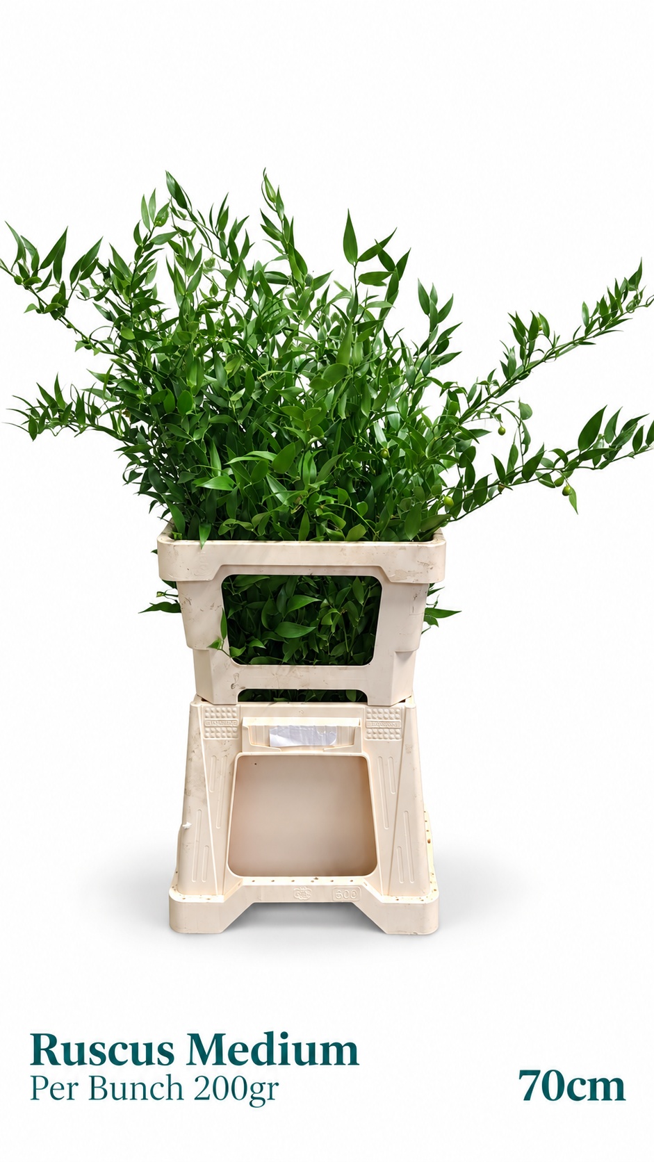 Ruscus Aculeatus Bs 75L.cm 200gram