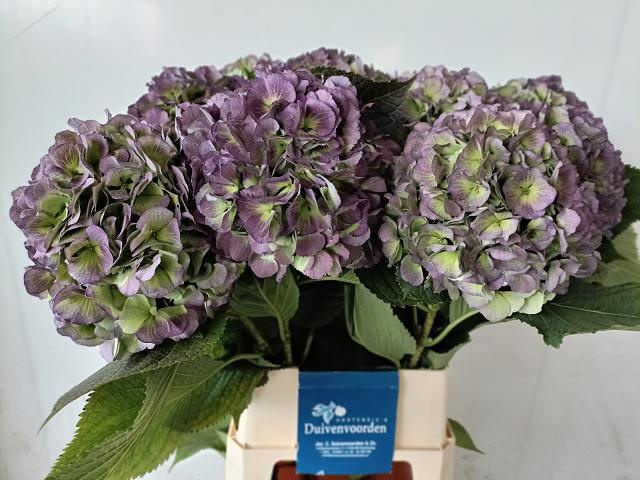 Hydrangea Verena Classic Blue 90cm 21Ø