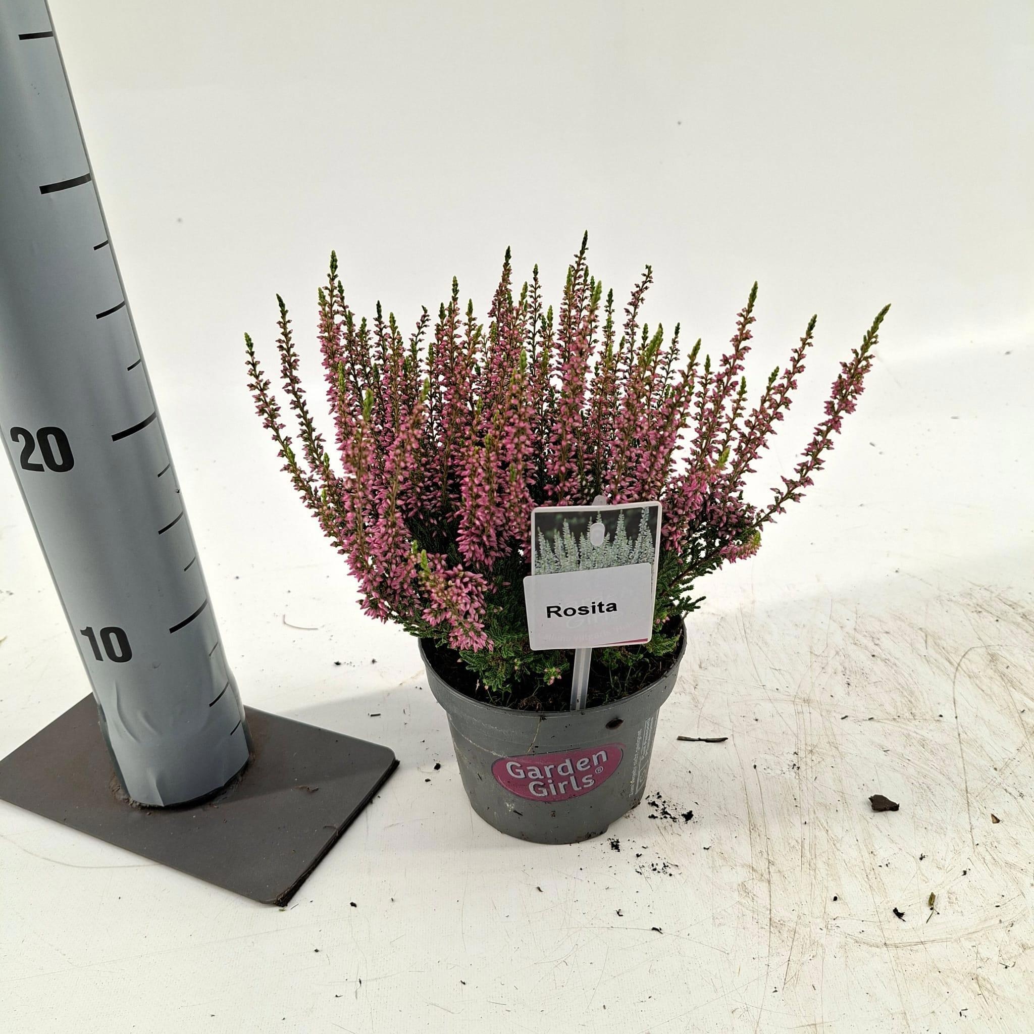 Calluna vulg. 'Rosita' (gg) PBR