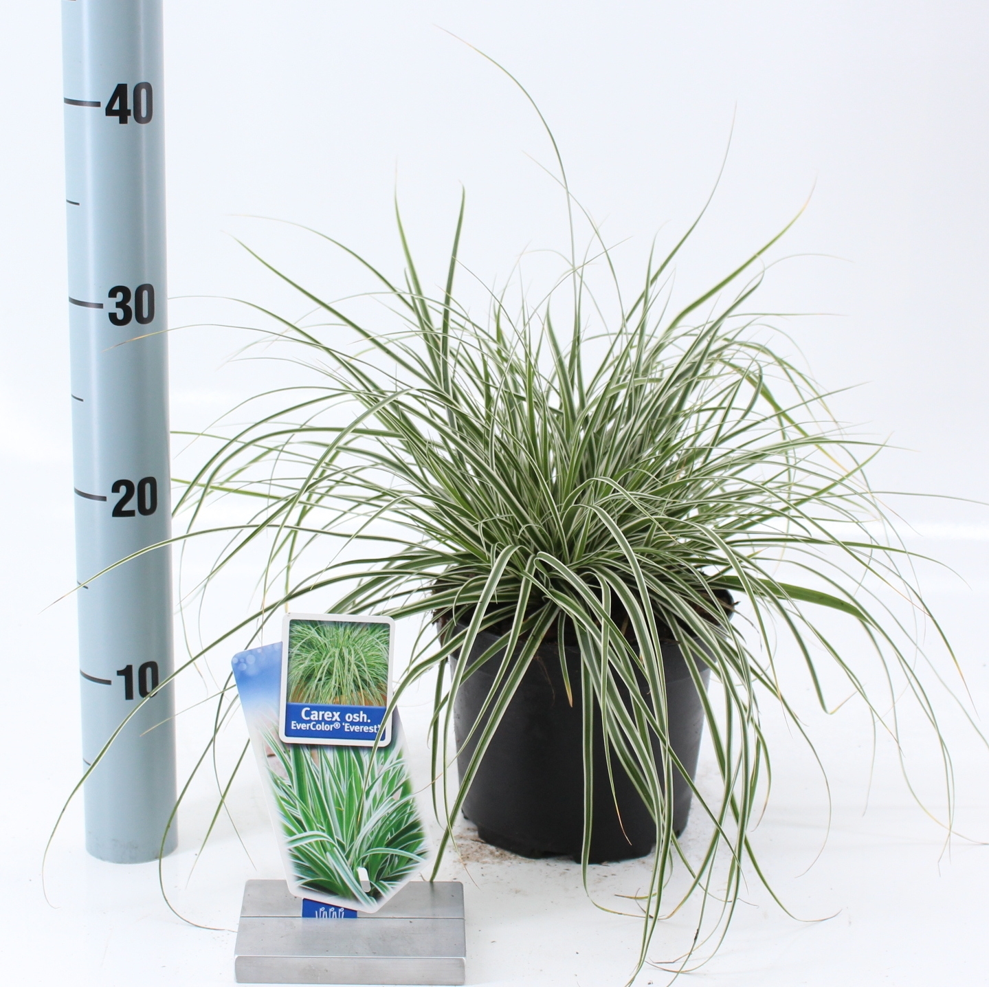 Picture of Carex oshimensis EverColor® Everest ('Fiwhite'PBR)