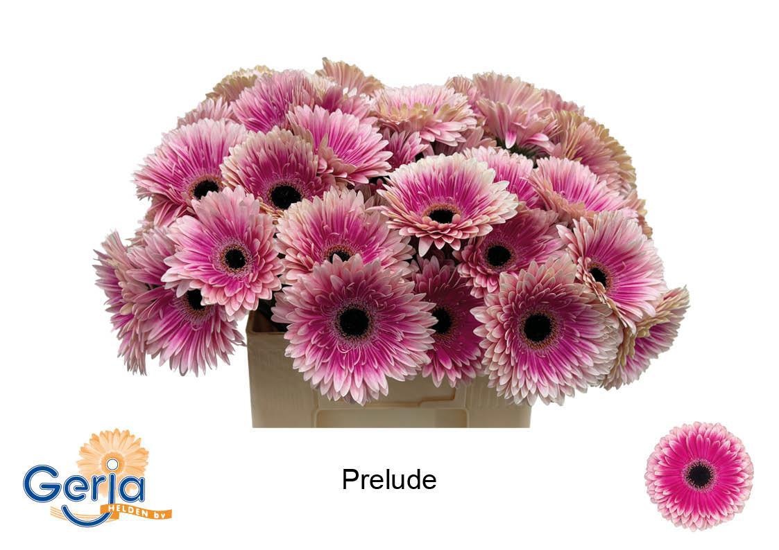Gerbera Prelude