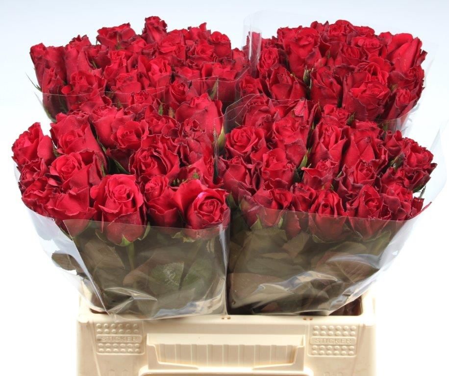 Rosa Upper Class 40cm