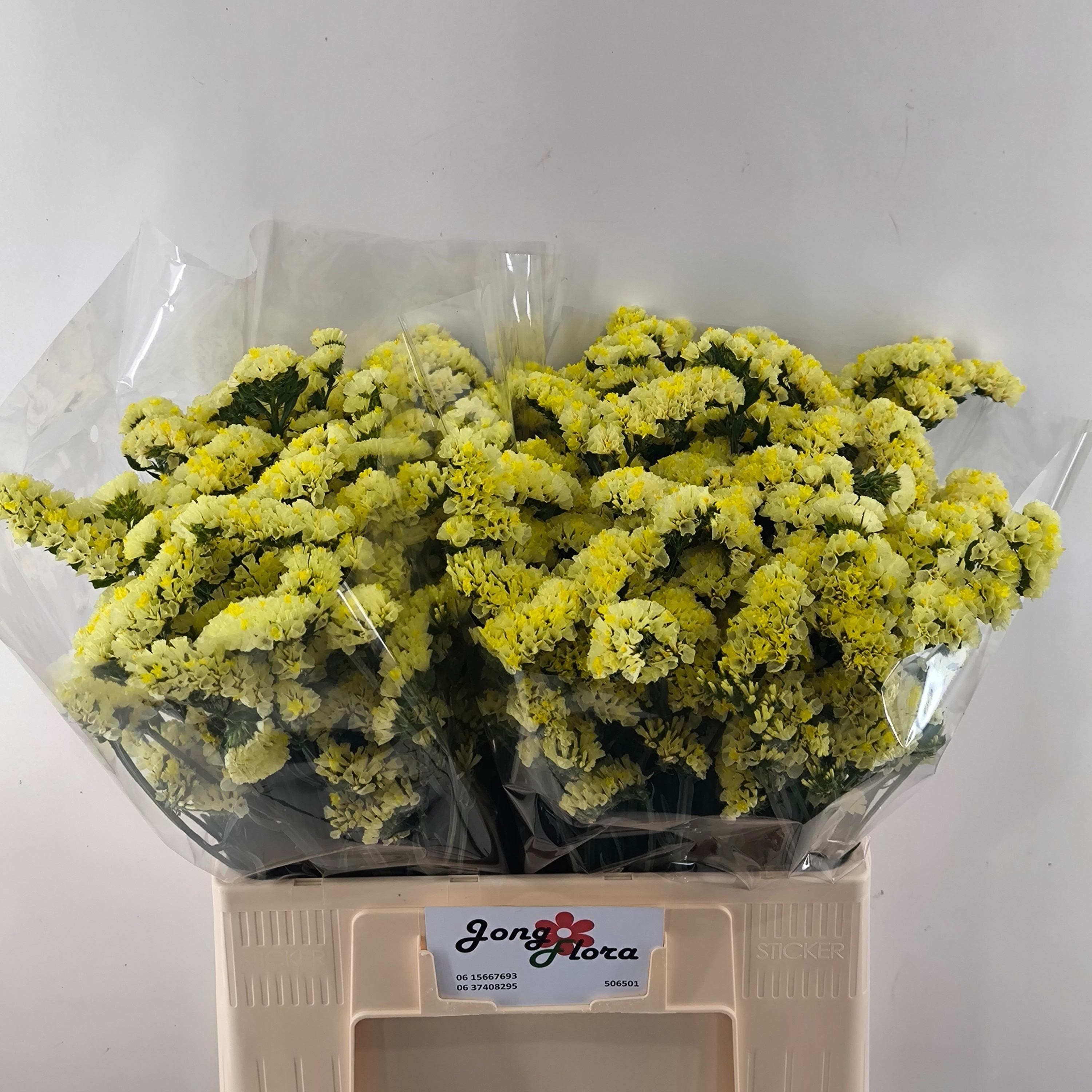 Lim S Glossy Wings 60cm 25gram