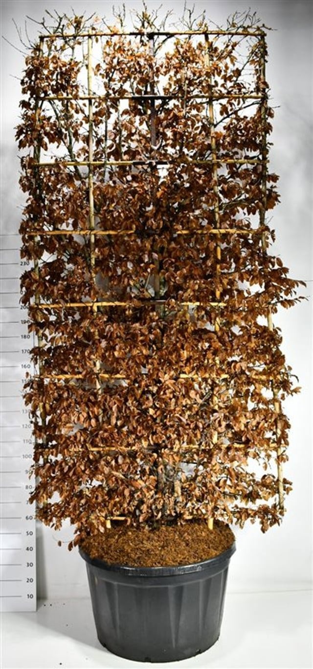 Carpinus betulus