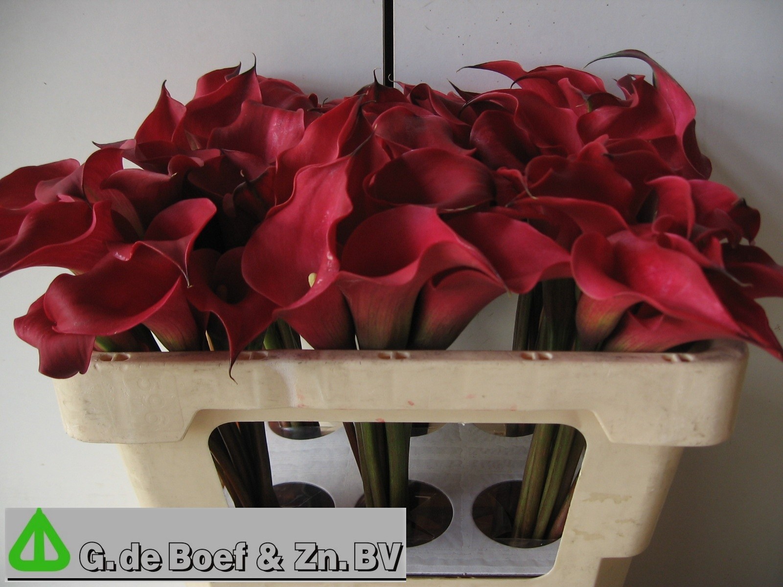 Calla Nashville 45cm