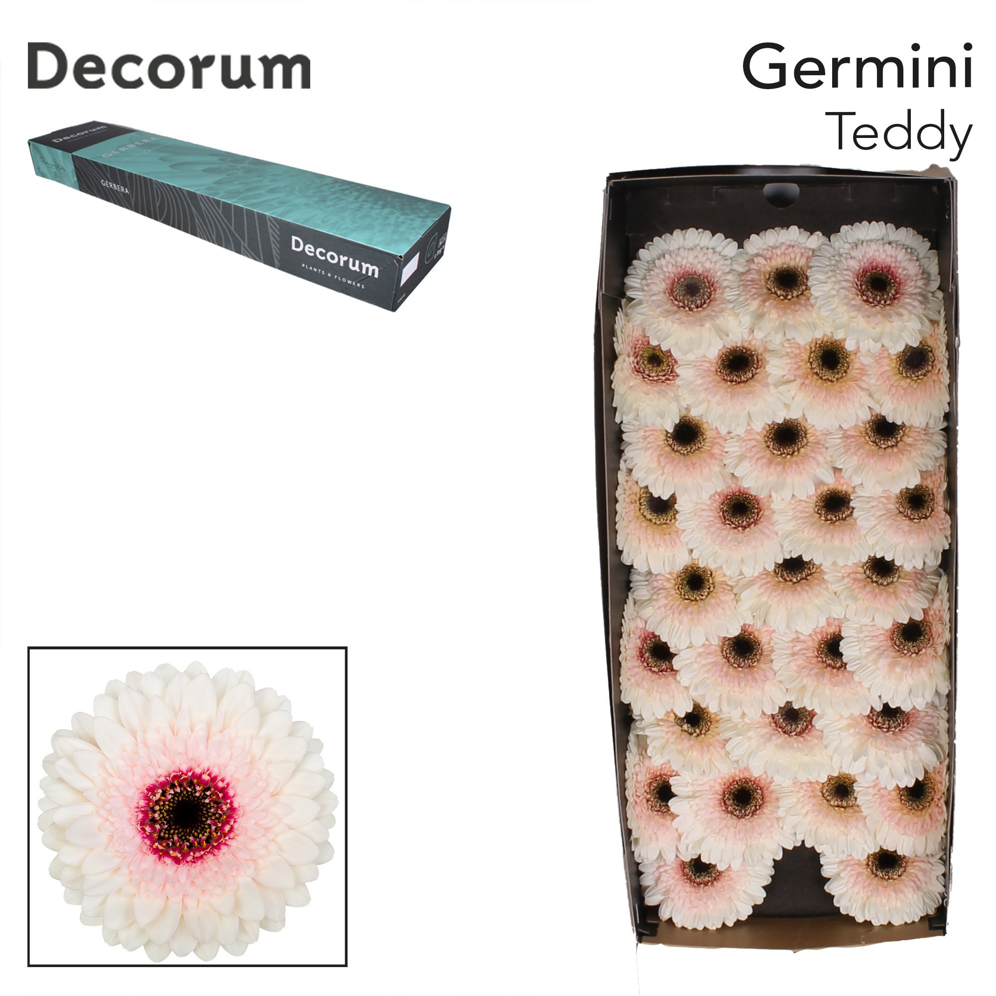 Germini Teddy Doos