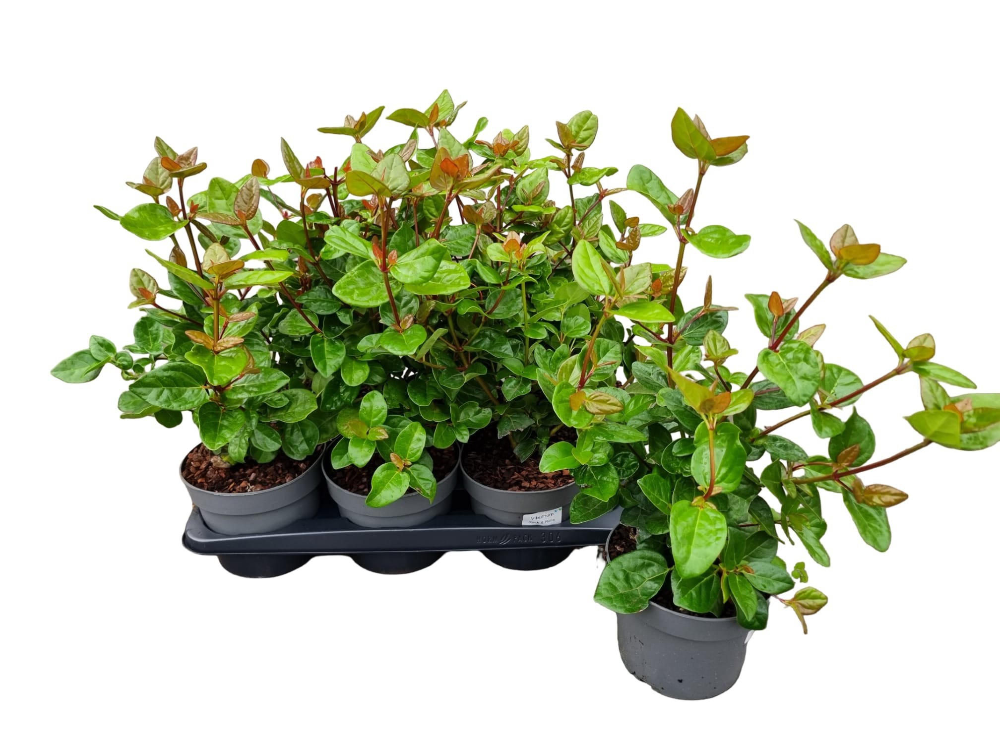 Viburnum Tinus Rock Rolla