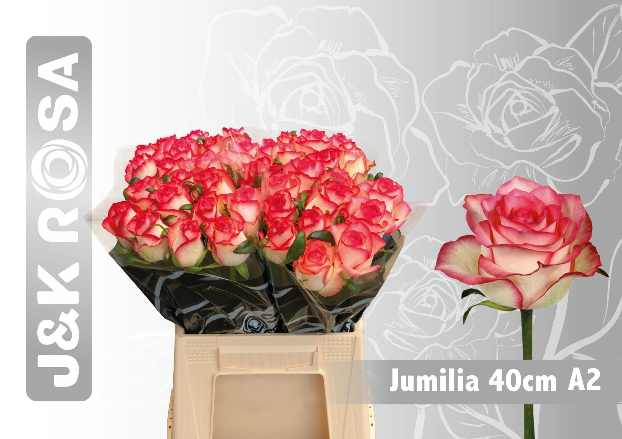 Rosa Jumilia 40cm