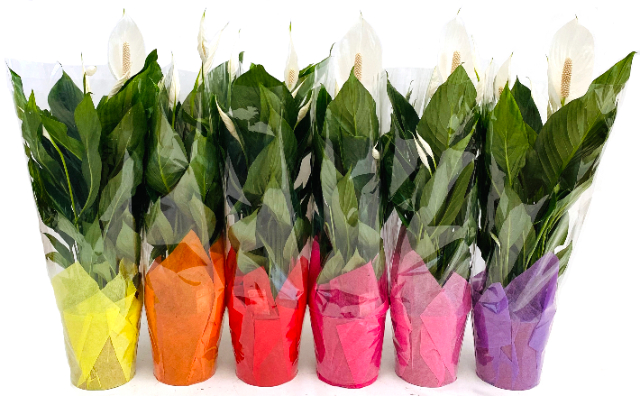 Picture of Spathiphyllum Bingo in clear cover with colored cloth 1152 P17 70CM