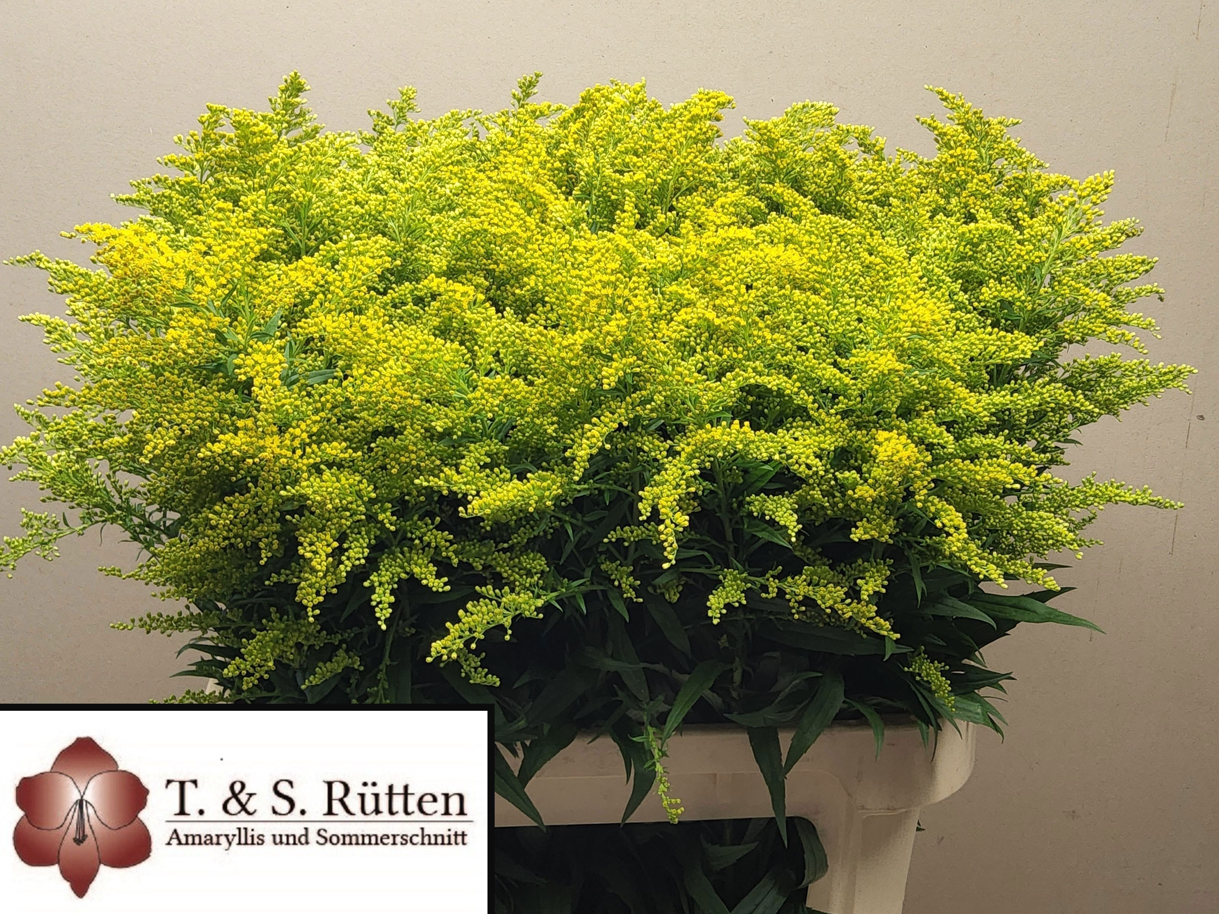 Solidago Marvellous Gold 70cm 36gram