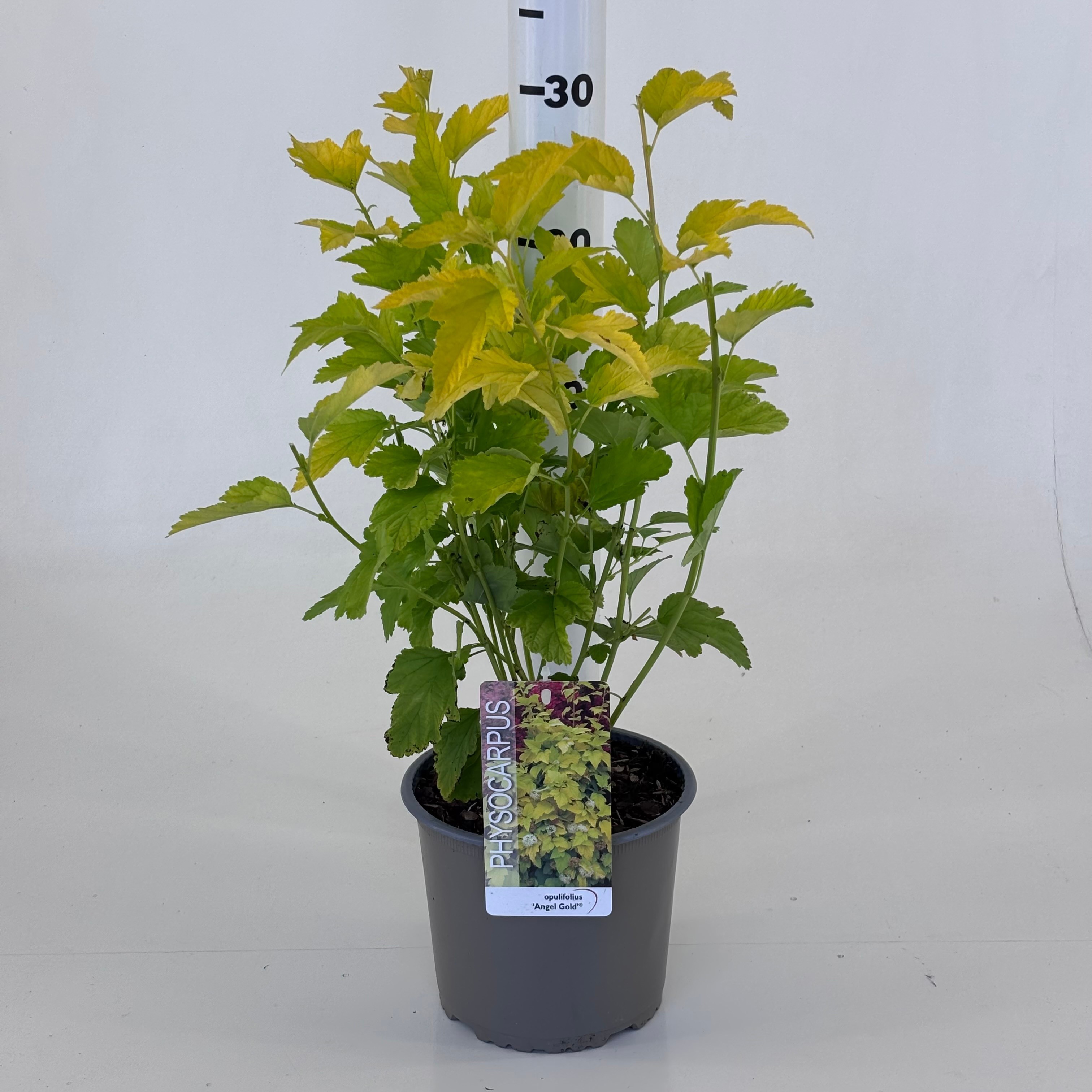 Physocarpus opulifolius Angel Gold ('Minange')